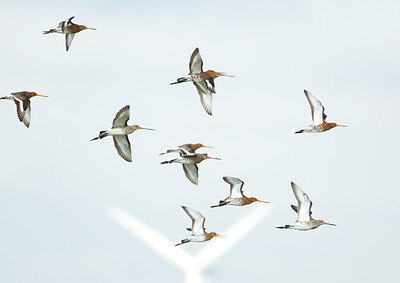 BUITEN BEELD Foto: 227735