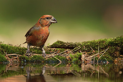 BUITEN BEELD Foto: 227743