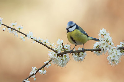 BUITEN BEELD Foto: 227745