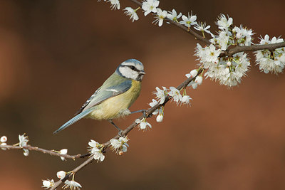 BUITEN BEELD Foto: 227746