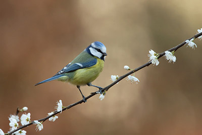 BUITEN BEELD Foto: 227748