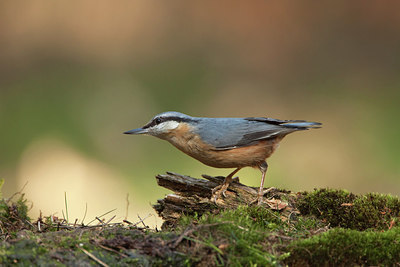 BUITEN BEELD Foto: 227749