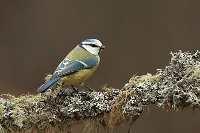 BUITEN BEELD Foto: 227773