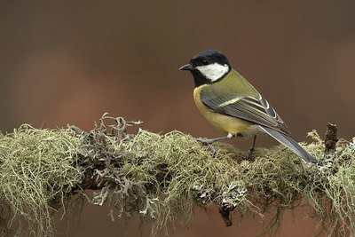 BUITEN BEELD Foto: 227778