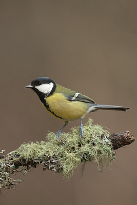 BUITEN BEELD Foto: 227779