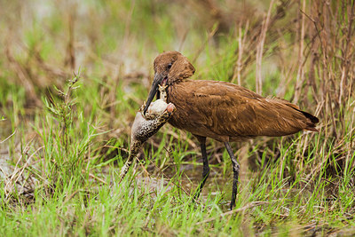 BUITEN BEELD Foto: 227886