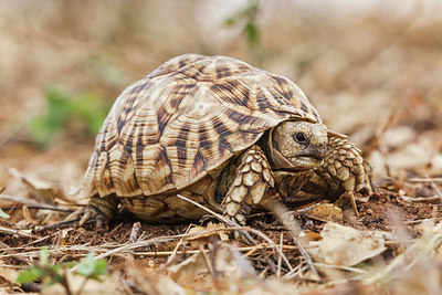 BUITEN BEELD Foto: 227890