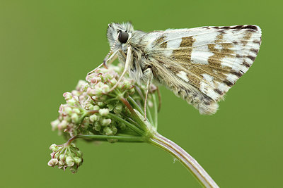 BUITEN BEELD Foto: 227909