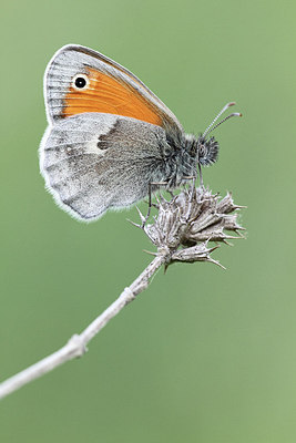 BUITEN BEELD Foto: 227911