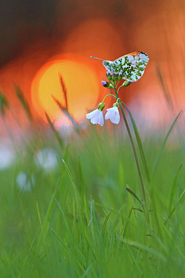 BUITEN BEELD Foto: 227913
