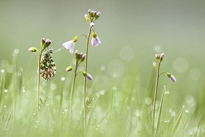 BUITEN BEELD Foto: 227914