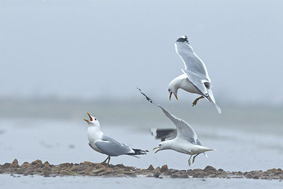 BUITEN BEELD Foto: 227929