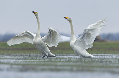 BUITEN BEELD Foto: 227930