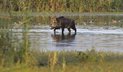 BUITEN BEELD Foto: 227934