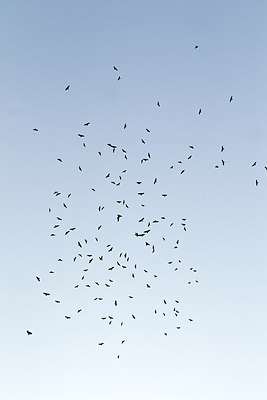 BUITEN BEELD Foto: 227947
