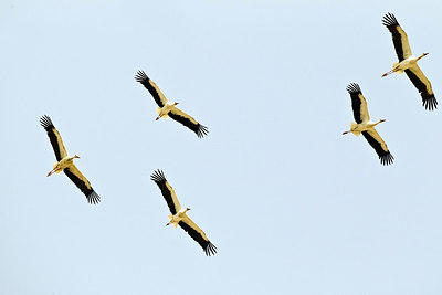 BUITEN BEELD Foto: 227951