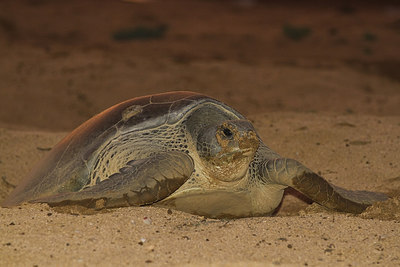 BUITEN BEELD Foto: 228002