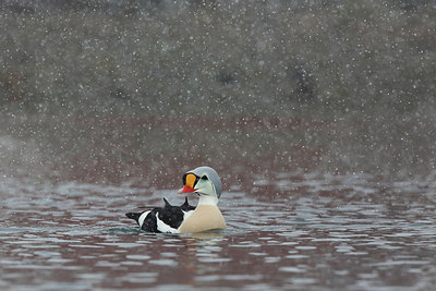 BUITEN BEELD Foto: 228025