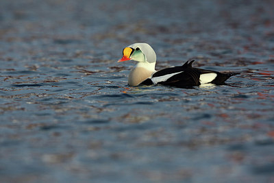 BUITEN BEELD Foto: 228030