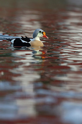 BUITEN BEELD Foto: 228036