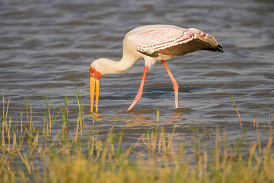 BUITEN BEELD Foto: 228218