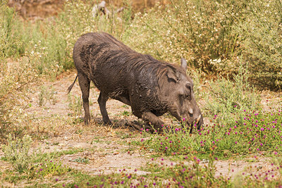 BUITEN BEELD Foto: 228228