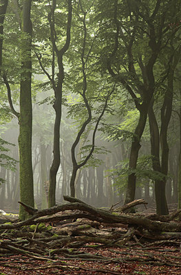 BUITEN BEELD Foto: 228261