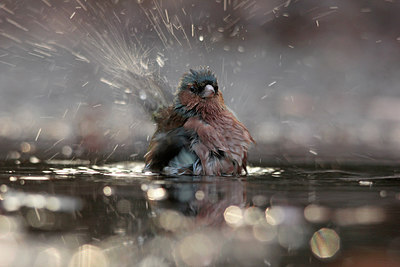BUITEN BEELD Foto: 228273