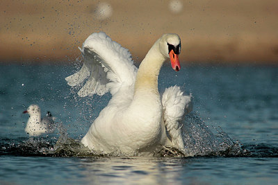 BUITEN BEELD Foto: 228275
