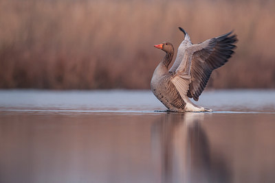 BUITEN BEELD Foto: 228369