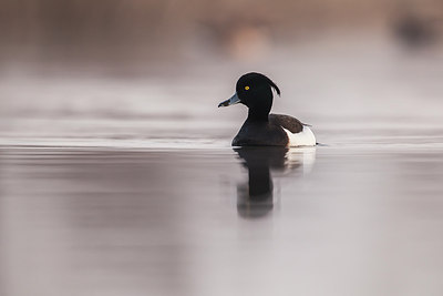 BUITEN BEELD Foto: 228370