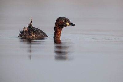 BUITEN BEELD Foto: 228374