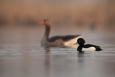 BUITEN BEELD Foto: 228380