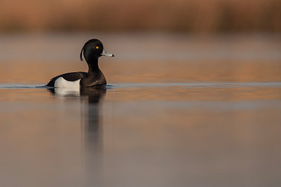 BUITEN BEELD Foto: 228385