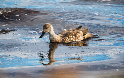 BUITEN BEELD Foto: 228395