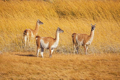BUITEN BEELD Foto: 228402