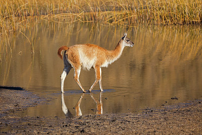 BUITEN BEELD Foto: 228403