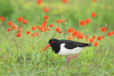 BUITEN BEELD Foto: 228423