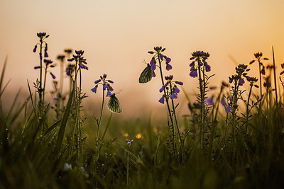 BUITEN BEELD Foto: 228445