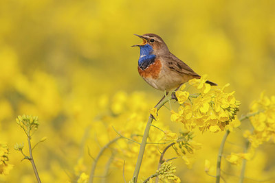 BUITEN BEELD Foto: 228448