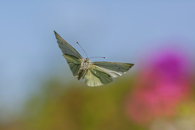 BUITEN BEELD Foto: 228465