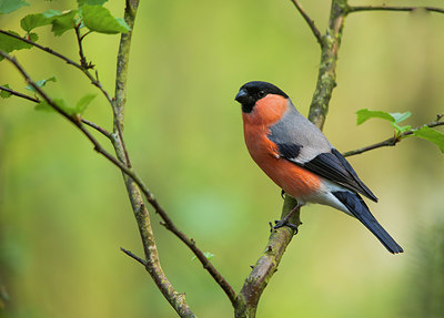 BUITEN BEELD Foto: 228468