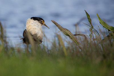 BUITEN BEELD Foto: 228469
