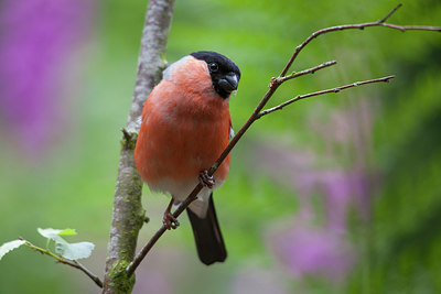 BUITEN BEELD Foto: 228472