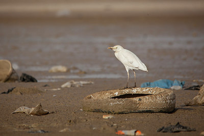 BUITEN BEELD Foto: 228476
