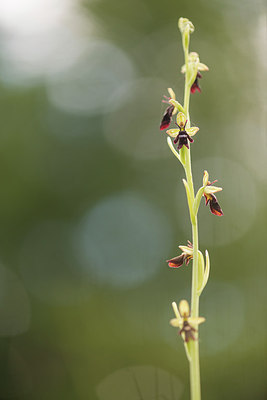 BUITEN BEELD Foto: 228496