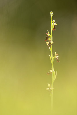 BUITEN BEELD Foto: 228500