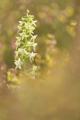 BUITEN BEELD Foto: 228507