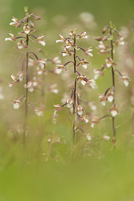 BUITEN BEELD Foto: 228509