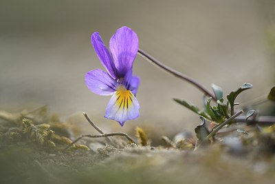 BUITEN BEELD Foto: 228512